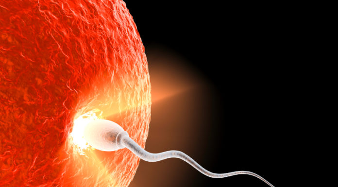 Dear Pro-Choicer: Human Life Begins At Conception. Deal With It